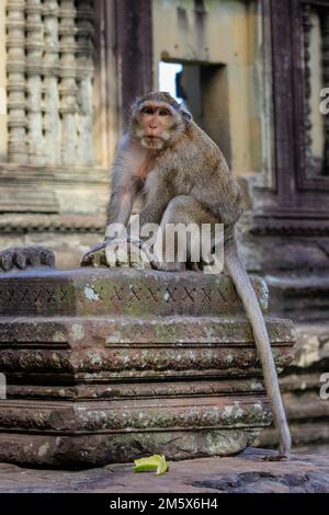 singe macaque à longue queue croquant sur un pilier en pierre gris sculpté au temple d'angkor wat, reposant ses pattes sur les pieds en pierre d'une statue cassée Banque D'Images