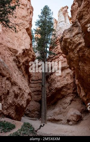 Single Pine pousse droit et haut parmi les Hoodoos à Wall Street de Bryce Canyon Banque D'Images