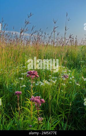 Les plantes des Prairies fleurissent en profusion lors d'un lever de soleil brumeux au Springbrook Prairie Forest Preserve, dans le comté de DuPage, Illinois Banque D'Images