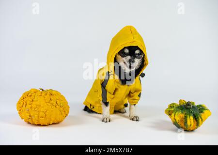 Un chien triste de chihuahua en imperméable jaune avec des citrouilles isolées sur fond blanc Banque D'Images