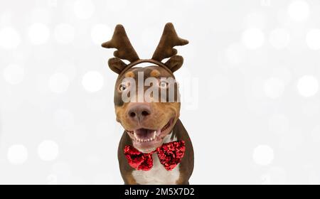 Joyeux chien de race mixte américain staffordshire chiot souriant regardant l'appareil-photo célébrant noël portant un diadem de renne. Isolé sur fond blanc Banque D'Images