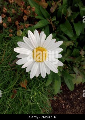 Gros plan vertical d'une délicate pâquerette blanche en pleine fleur Banque D'Images