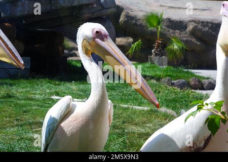 Pelican blanc -Pelecanuz onocrotalus- côté eau. Les pélicans blancs vivent généralement dans des lacs d'eau douce. Banque D'Images