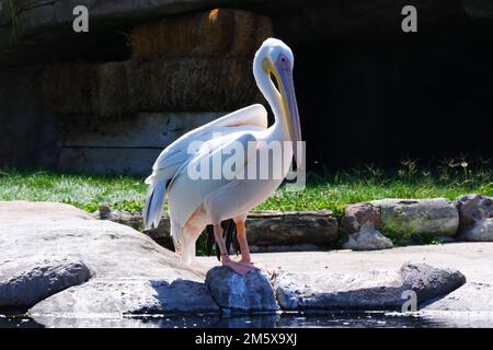 Pelican blanc -Pelecanuz onocrotalus- côté eau. Les pélicans blancs vivent généralement dans des lacs d'eau douce. Banque D'Images
