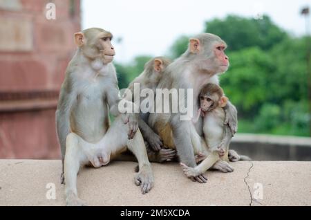 Famille de singes avec un petit macaque de bébé. Singe temple Inde Banque D'Images