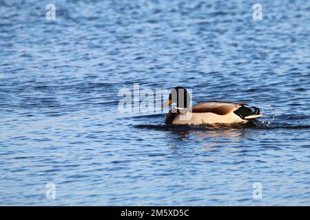 Une photo étonnante d'un canard colvert sur un lac. On peut voir des gouttelettes d'eau tomber du bec de l'animal lorsqu'il tourbillonne au-dessus de l'eau. Banque D'Images