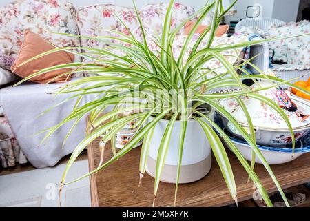 Une plante araignée ou Chlorophytum comosum dans une casserole sur une table basse Banque D'Images