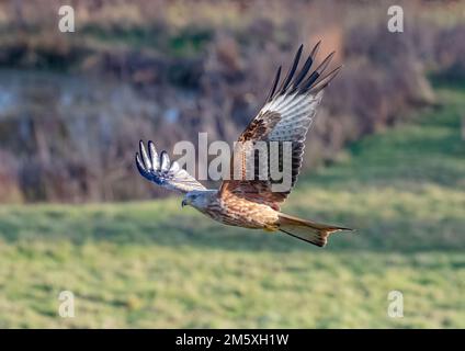 Un cerf-volant rouge spectaculaire ( Milvus milvus ) en action . Pris en vol contre un étang et un arrière-plan de prairie, Suffolk, Royaume-Uni Banque D'Images