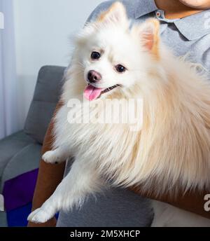 Homme tenant blanc allemand Spitz Pomeranian Banque D'Images
