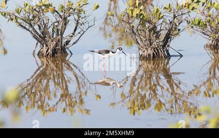 Le moult à col noir se forant dans les mangroves, inclut la réflexion Banque D'Images