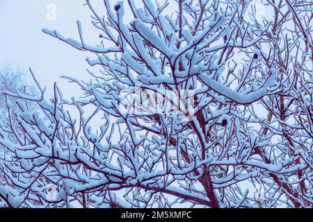Branches de noyer couvertes de neige Banque D'Images