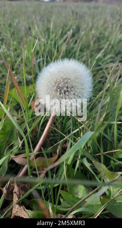 Un cliché vertical d'une fleur de pissenlit Banque D'Images