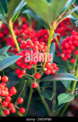 Baies rouges de plantes de jardin fleuries d'hiver, plante ornementale à feuilles persistantes de skimmia japonica, gros plan Banque D'Images