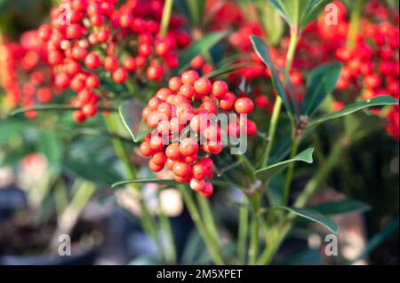 Baies rouges de plantes de jardin fleuries d'hiver, plante ornementale à feuilles persistantes de skimmia japonica, gros plan Banque D'Images