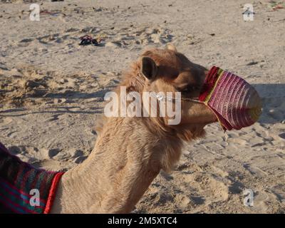 Chameau reposant sur le sable , Doha Qatar Banque D'Images