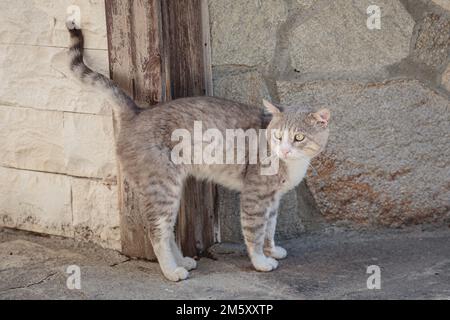 Chat errant couché sur des pavés Banque D'Images