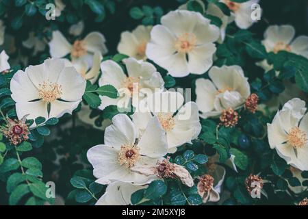 Rosa xanthina en fleur, photo à l'arboretum. Banque D'Images