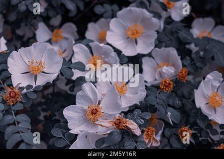 Rosa xanthina en fleur, photo à l'arboretum. Banque D'Images