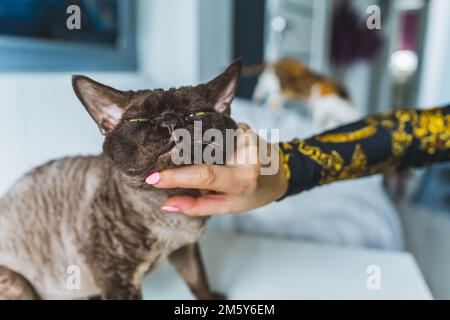 Un chat Devon rex rayé par une main femelle et qui se calme avec plaisir. Concept PET. Arrière-plan flou. Prise de vue moyenne. Photo de haute qualité Banque D'Images