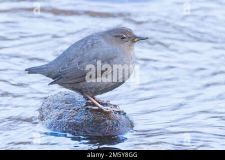 Un balancier américain se dresse sur un rocher dans la rivière cache la poudre, Colorado Banque D'Images