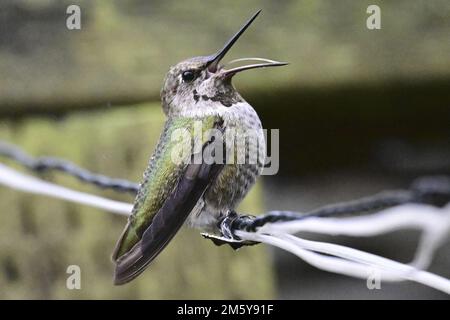 Pacific Grove, Californie, États-Unis. 31st décembre 2022. Chant des colibris en 2023 (image de crédit: © Rory Merry/ZUMA Press Wire) Banque D'Images