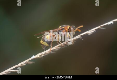 gros plan de l'abeille en papier Banque D'Images