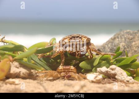 Crabe de plage Banque D'Images