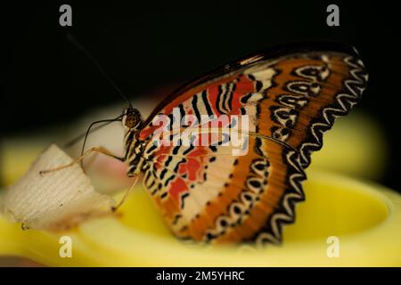 Un papillon rouge laconant se régalant. Céthosia biblis Banque D'Images