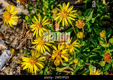 Camphorweed (Heterotheca subaxillaris), pousse à l'état sauvage, 28 décembre 2022, à Biloxi, Mississippi. Le Camphorweed est une espèce nord-américaine de plantes à fleurs. Banque D'Images