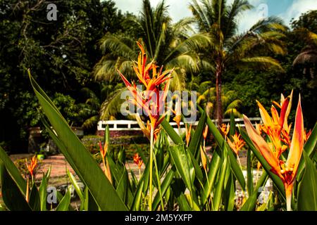Un sélectif de fausses fleurs d'oiseau de paradis dans un jardin Banque D'Images