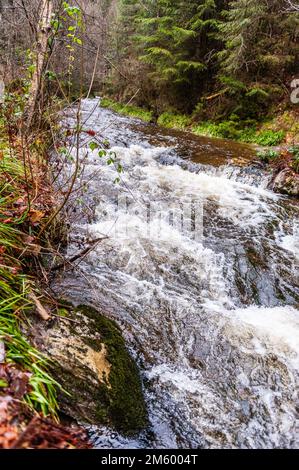 Une petite rivière qui traverse les ardennes belges en début d'après-midi d'hiver. Banque D'Images