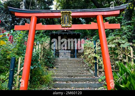 Tokyo, Japon. 10th novembre 2022. Une arche de la porte de Torii menant à un sanctuaire shinto dans le parc Shiba à Minato City, Tokyo. Shiba Park a été l'un des premiers parcs publics originaux construits au Japon à l'époque de la restauration Meiji et se trouve à proximité de la Tour de Tokyo, du temple Zojo-ji et de Roppongi. Le Japon a récemment rouvert ses portes au tourisme après plus de deux ans d'interdiction de voyager en raison de la pandémie COVID-19. Le yen s'est considérablement déprécié par rapport au dollar américain, créant des troubles économiques pour le commerce international et l'économie japonaise. Le Japon connaît également un décompte quotidien de plus de 100 000 nouveaux cas de COVID-19 Banque D'Images