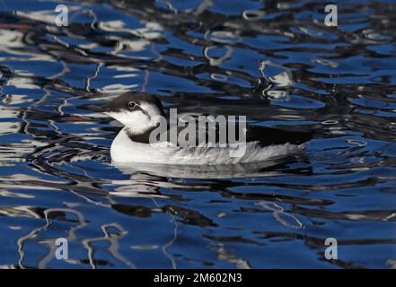 GUILLEMOT dans le plumage non reproductrice (hiver), Royaume-Uni. Banque D'Images