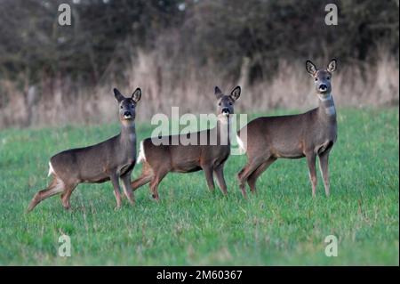 ROE DEER, femme (Doe), Royaume-Uni. Banque D'Images