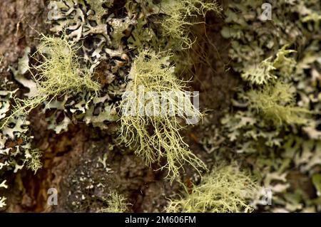 Lichens de fructicose sur une branche d'arbre Banque D'Images