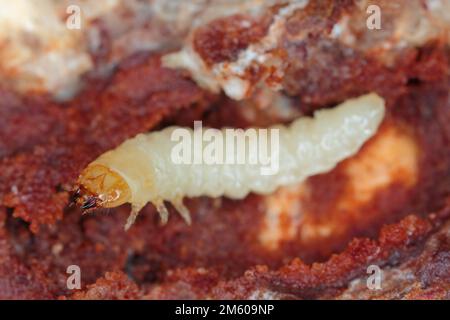 La larve d'un coléoptère de la famille des chèvres, Cerambycidae, Rhagium sous l'écorce d'un arbre. Banque D'Images