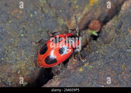 Coléoptère Endomychus coccineus, nom commun scarlet endomychus ou faux coccineus. Coléoptère sur le bois surcultivé avec du mycélium. Banque D'Images