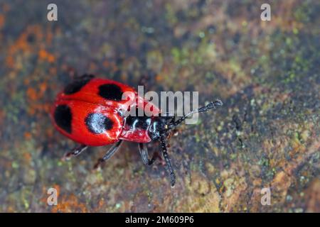 Coléoptère Endomychus coccineus, nom commun scarlet endomychus ou faux coccineus. Coléoptère sur le bois surcultivé avec du mycélium. Banque D'Images