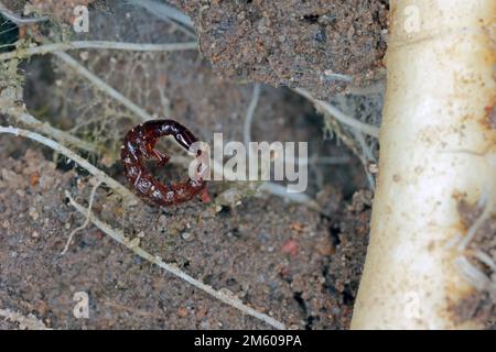 La larve d'un coléoptère prédateur de la famille des coléoptères rowe, Staphylinidae, dans le sol, parmi les racines des cultures. Banque D'Images