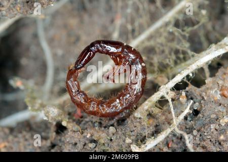 La larve d'un coléoptère prédateur de la famille des coléoptères rowe, Staphylinidae, dans le sol, parmi les racines des cultures. Banque D'Images