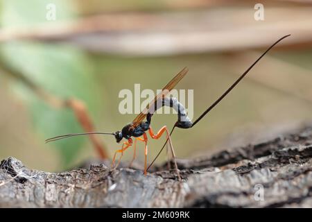 Guêpe mouche ichneumon (Dolichomitus imperator). La guêpe dépose ses oeufs dans une larve de l'hôte. Banque D'Images