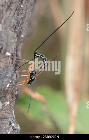 Guêpe mouche ichneumon (Dolichomitus imperator). La guêpe dépose ses oeufs dans une larve de l'hôte. Banque D'Images