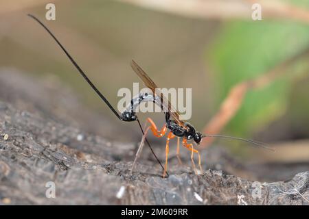 Guêpe mouche ichneumon (Dolichomitus imperator). La guêpe dépose ses oeufs dans une larve de l'hôte. Banque D'Images