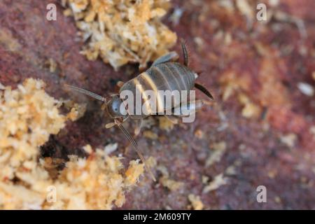 Cricket épris ANT, cricket Ant, cricket Myrmecophilous, cricket Ant's Nest (Myrmecophilus acervorum). Un insecte dans un anthill sous l'écorce. Banque D'Images