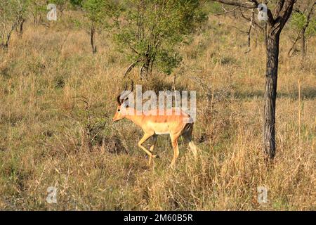 Un dollar impala face au touriste au parc national Kruger en Afrique du Sud Banque D'Images