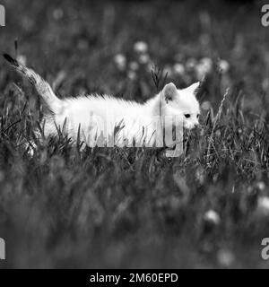 Chaton blanc, félidés (Felis silvestris catus), qui traverse avec anxiété un pré, à travers une grande herbe, monochrome, Allemagne Banque D'Images