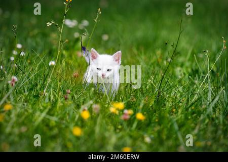 Chaton blanc, félidés (Felis silvestris catus), qui traverse avec inquiétude un pré en fleurs, à travers la haute herbe, Allemagne Banque D'Images