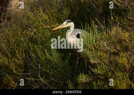 Héron gris (Ardea cinerea) debout dans les buissons, Camargue, France Banque D'Images