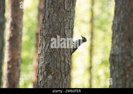 Pic mâle à trois doigts à la recherche de nourriture sur un tronc de pin dans une forêt estivale gérée en Estonie, en Europe du Nord Banque D'Images