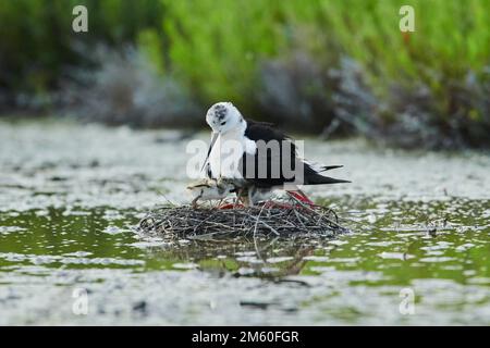 Stilt à ailes noires (Himantopus himantopus) se reproduisant dans un nid avec une poussin dans la mer, Camargue, France Banque D'Images